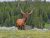 Upper Falls View at Yellowstone National Park features a grazing elk in a meadow with a pine forest backdrop.