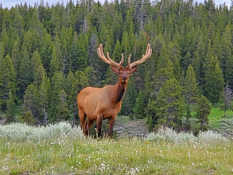 A large elk with broad antlers stands in a grassy meadow with wildflowers, backed by a dense pine forest at Yellowstone National Park.