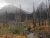 Siyeh Pass Trailhead at Glacier National Park, with charred trees and jagged peaks rising above a misty valley.