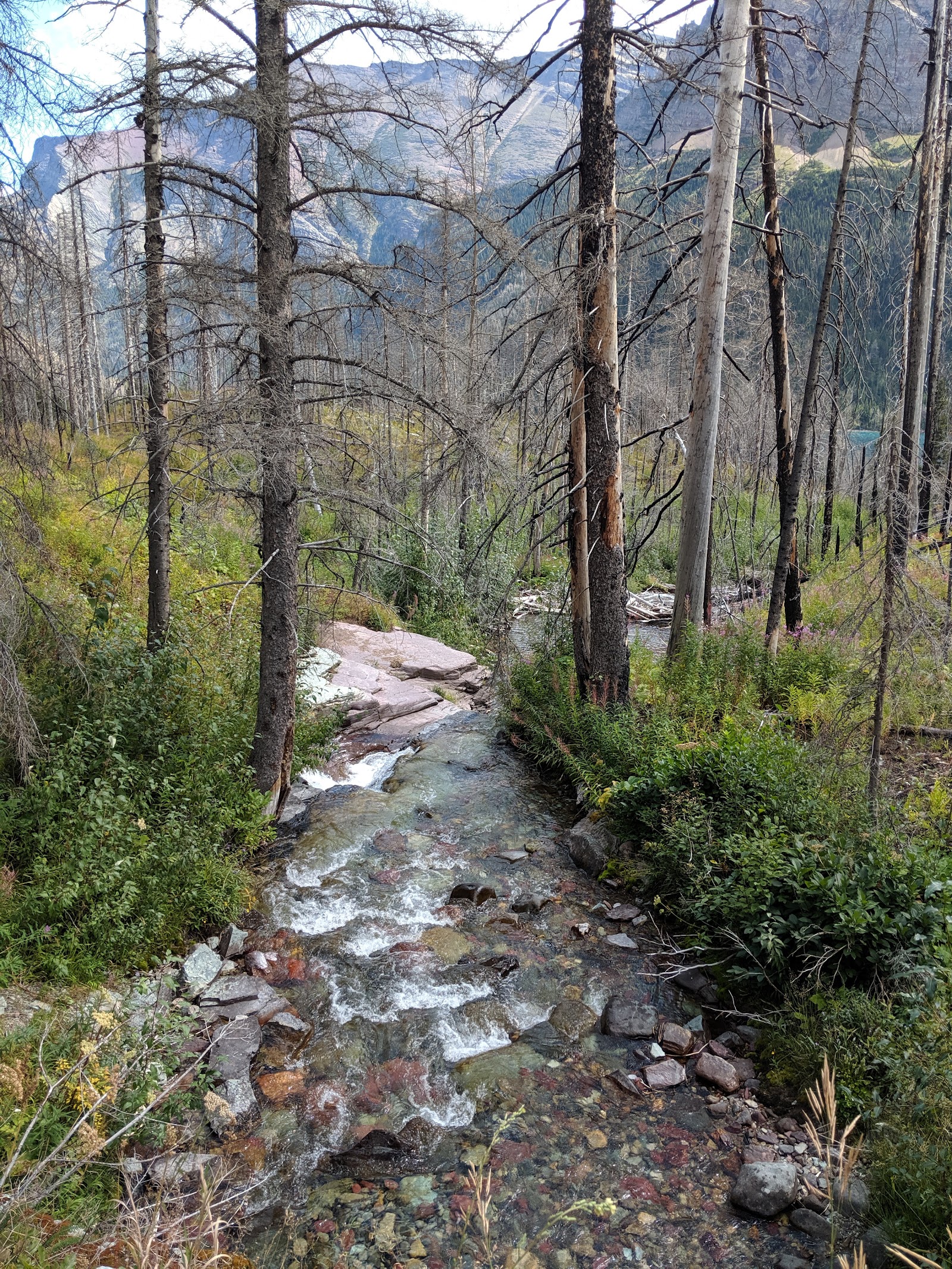 Charred trees line a rocky stream in Glacier National Park, with clear water over multicolored stones and distant mountains.