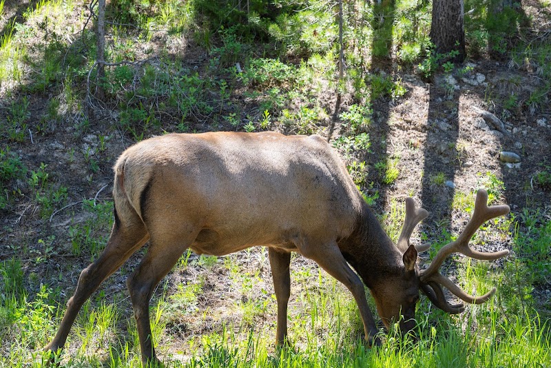 A moose grazing on tall grass along a forested slope in Yellowstone National Park.