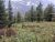 Lone elk standing in a grassy meadow among tall pine trees with snow‑capped mountains in the background, Glacier National Park.