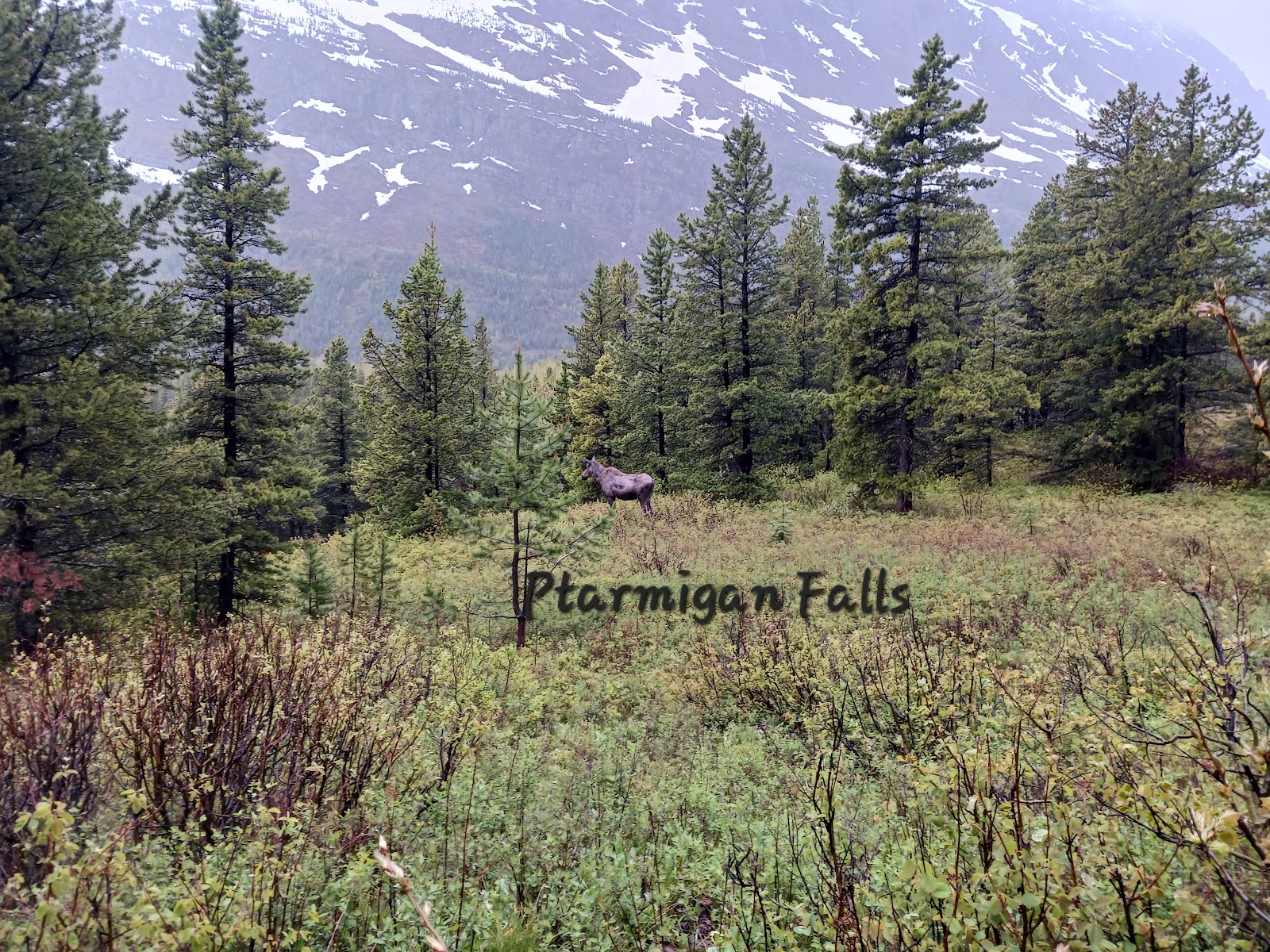 Lone elk standing in a grassy meadow among tall pine trees with snow‑capped mountains in the background, Glacier National Park.
