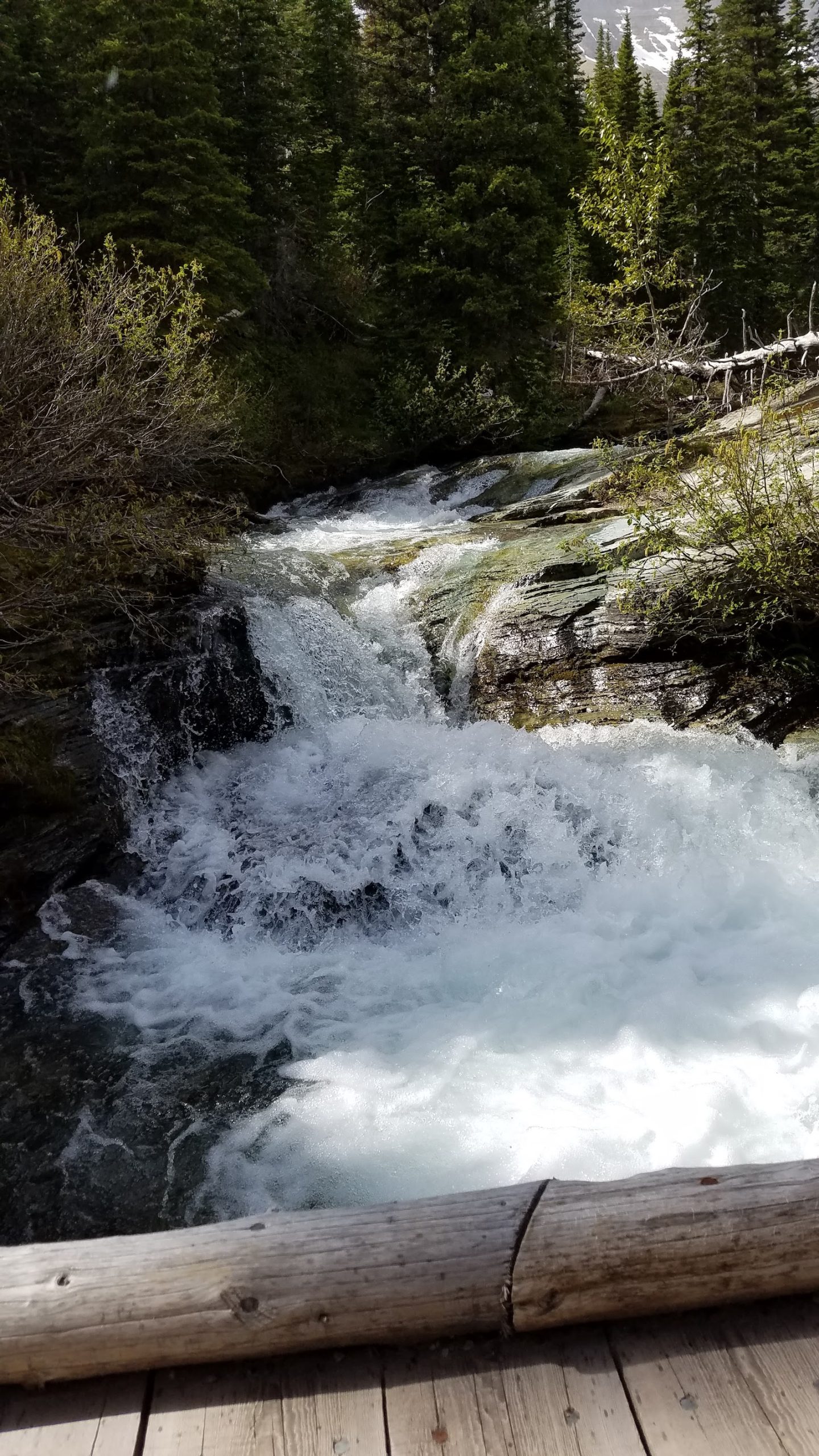 Ptarmigan Falls rushes over rocky ledges amid evergreen trees, with a wooden railing in the foreground at Glacier National Park.