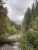 Dense evergreen forest along a rocky riverbed with distant snow-dusted peaks in Glacier National Park.