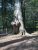 Ancient tree with wide, twisting roots at Avalanche Campground in Glacier National Park, surrounded by dense conifer forest.