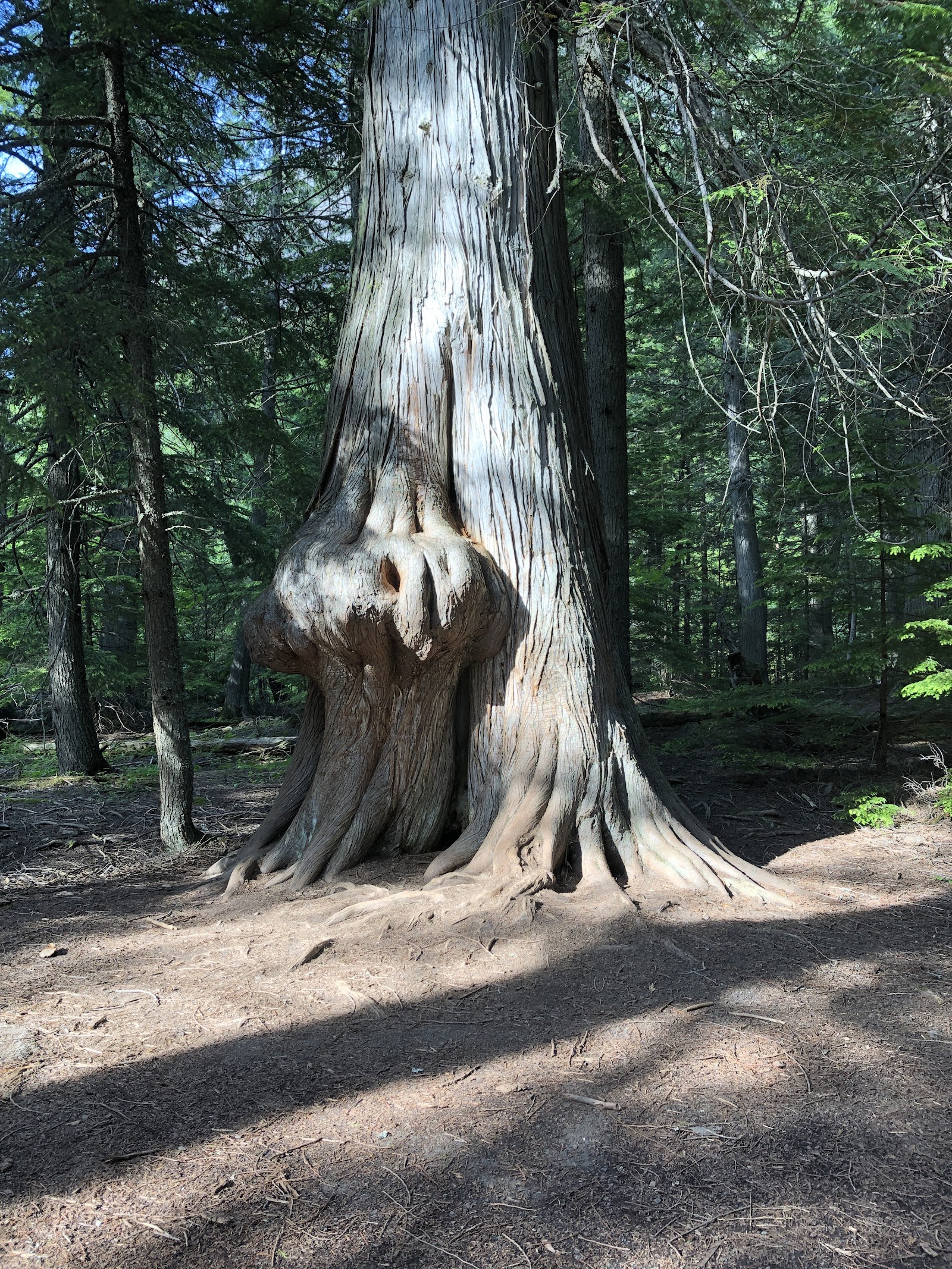 Massive weathered tree trunk with knobby root base in a dark green pine forest, Glacier National Park.