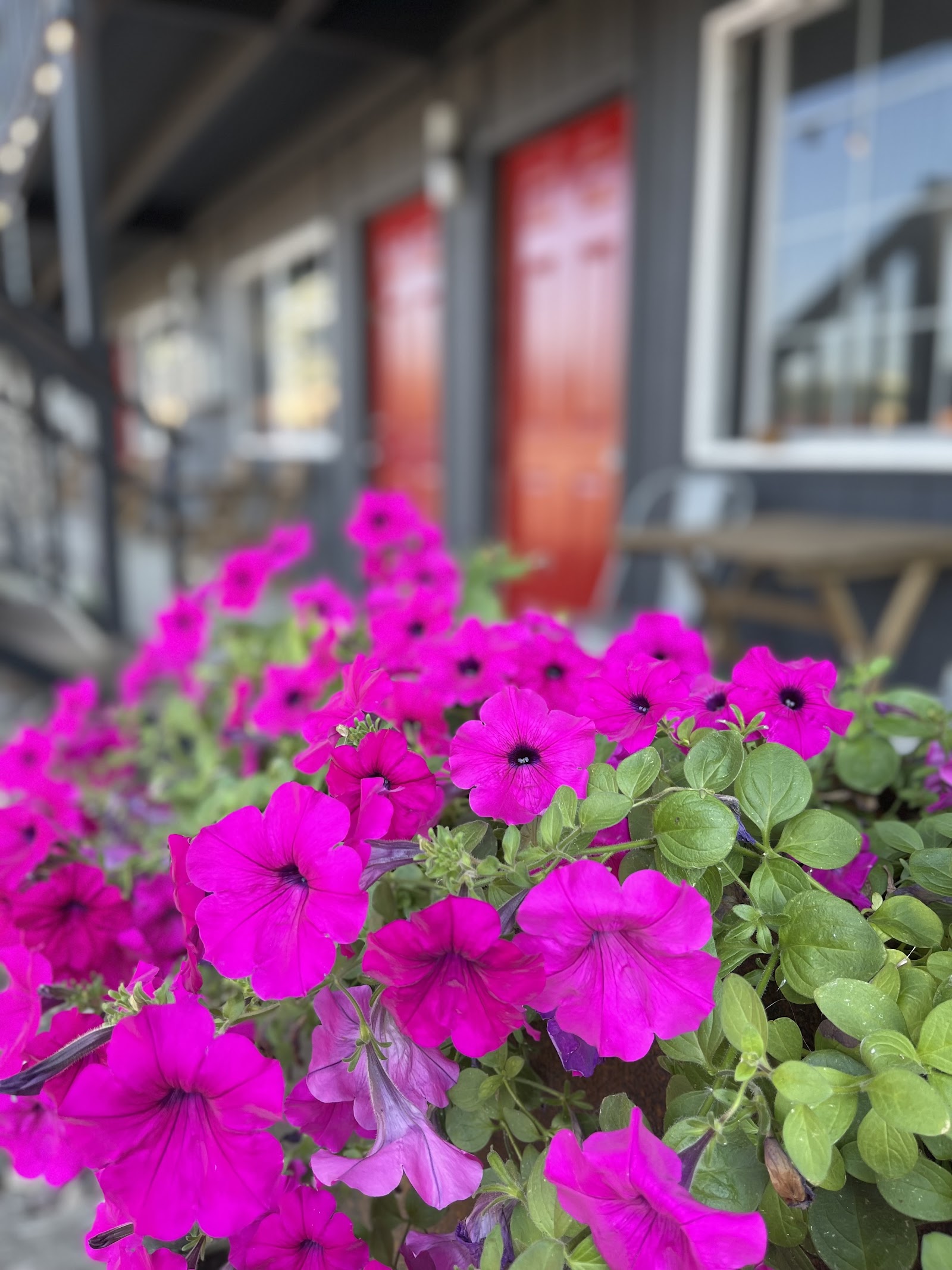 Bright magenta petunias bloom along the lodge entrance in Glacier National Park.