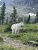 White mountain goat stands in a wild alpine meadow with evergreen trees and rugged glacier-dotted peaks in Glacier National Park.