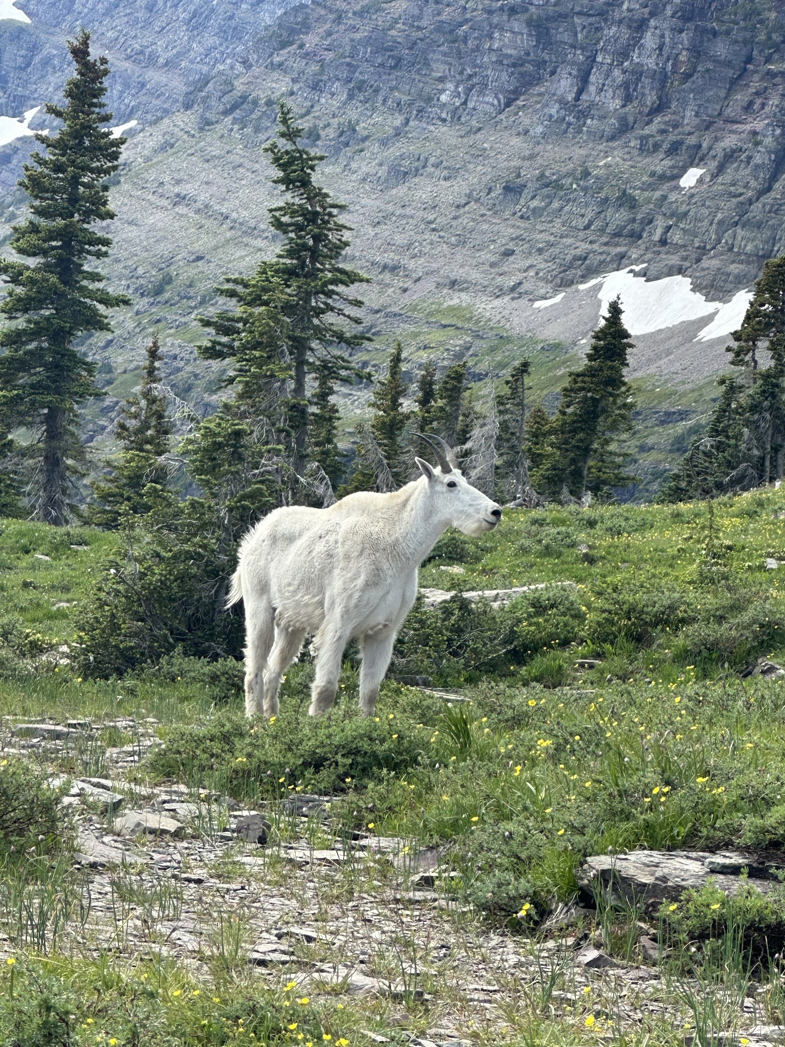 White mountain goat stands in a wild alpine meadow with evergreen trees and rugged glacier-dotted peaks in Glacier National Park.