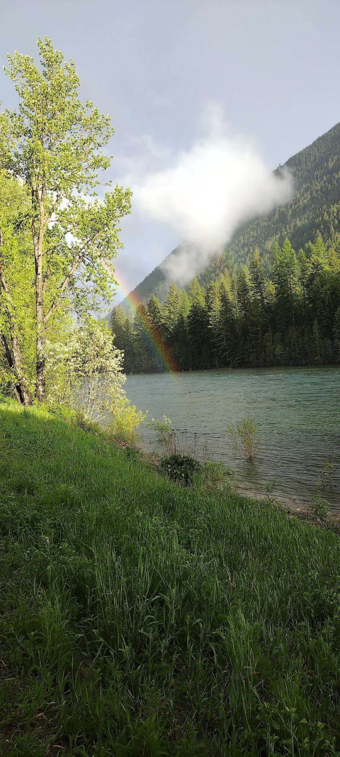 Lush grassy lakeshore at Glacier National Park with a calm lake, evergreen forest, and a rainbow arching above misty mountains.