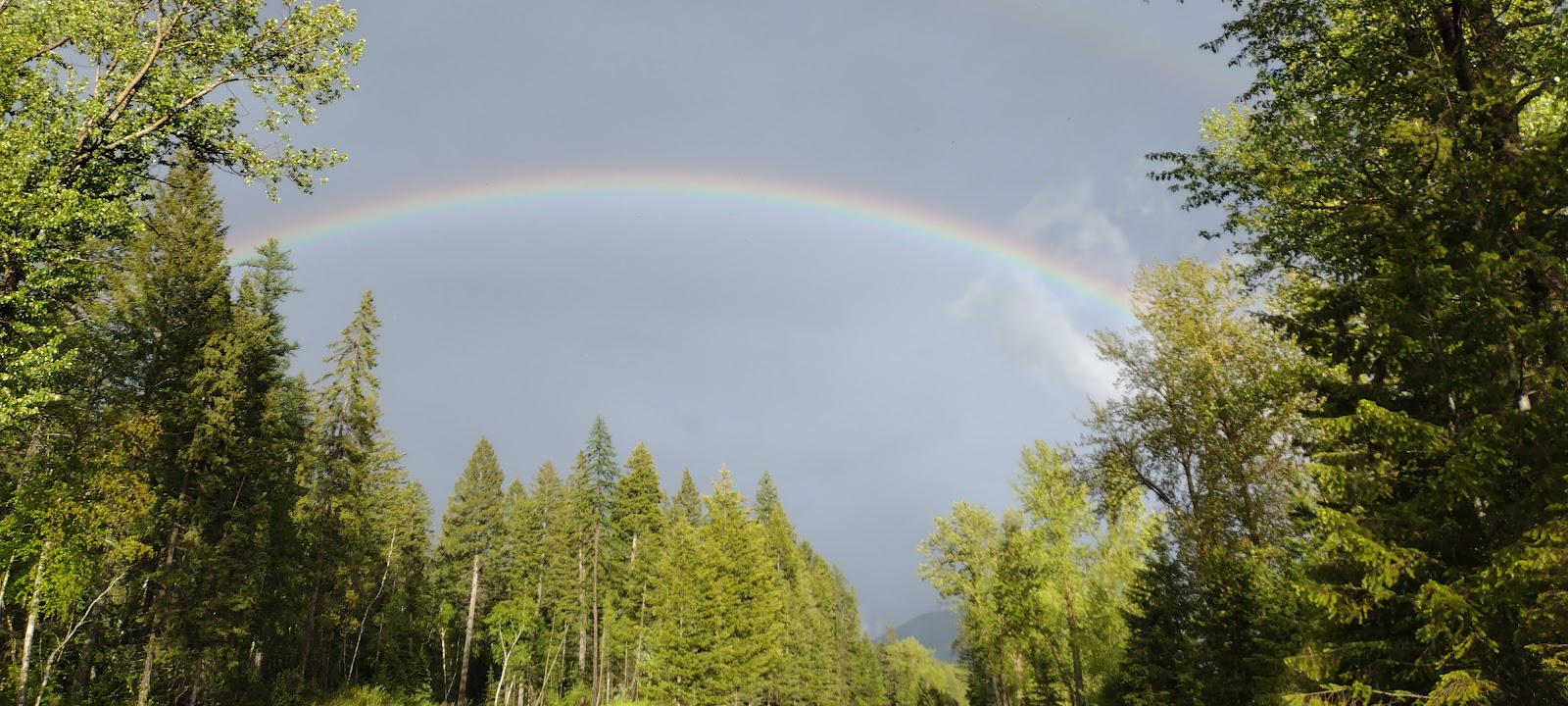 Vivid rainbow arches over a dense evergreen forest in Glacier National Park, with sunlit treetops framing a distant valley.