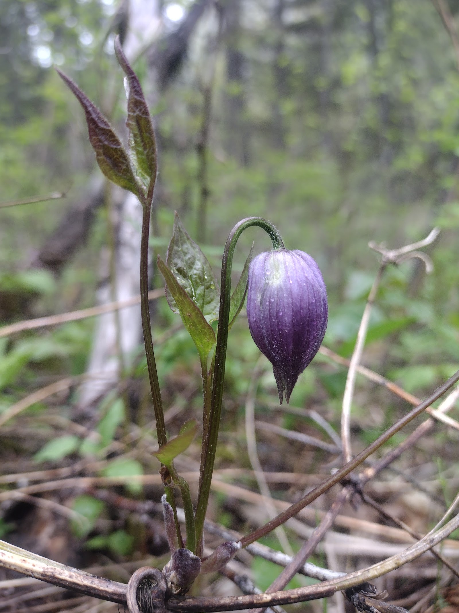 Purple bell-shaped flower bud on a slender stem with green leaves, in a forested area of Glacier National Park.