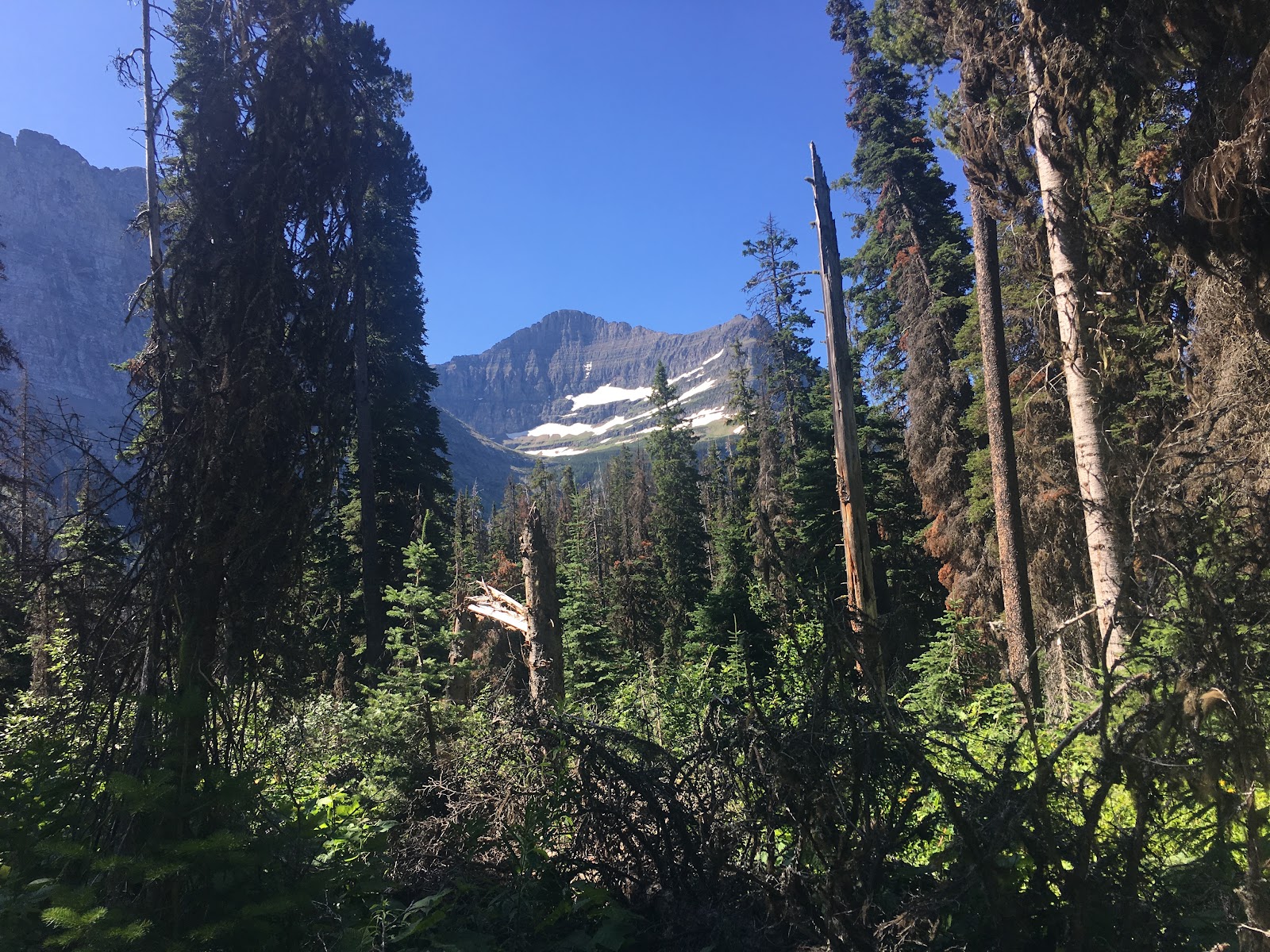 Deadwood Falls glimpsed through a dense evergreen forest in Glacier National Park.