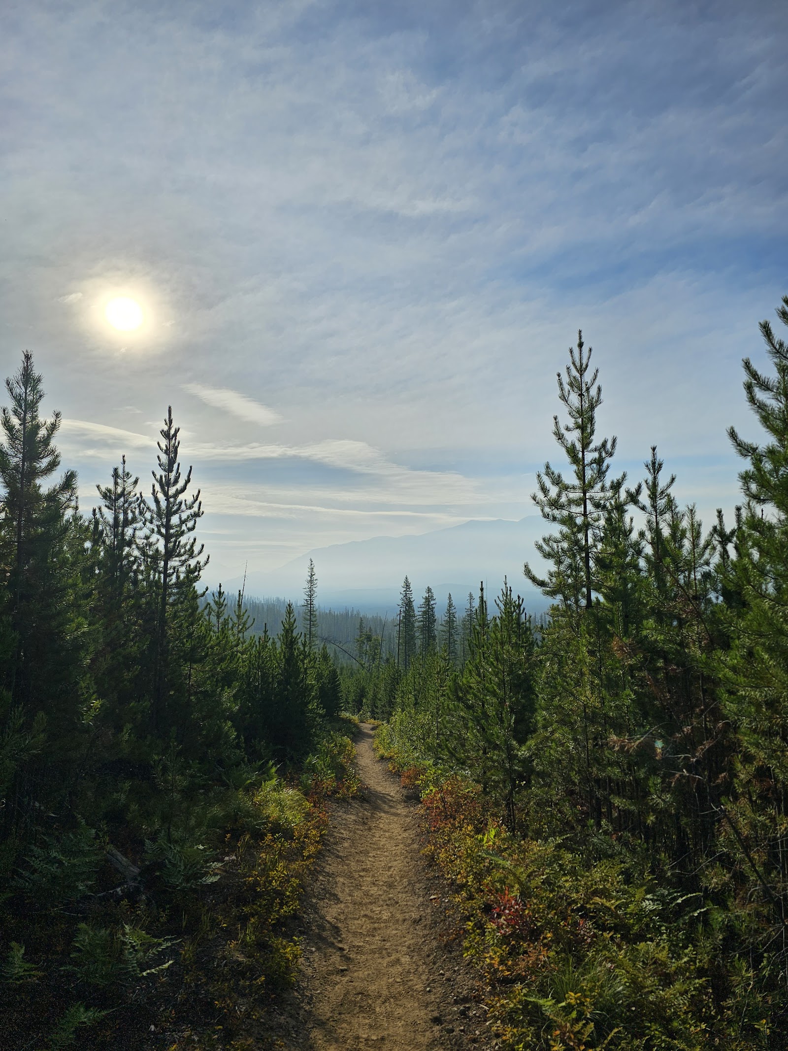 Apgar Lookout Trailhead in Glacier National Park, dirt path winding through pine forest toward distant mountains.