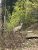 A deer stands near Apgar Lookout Trailhead in Glacier National Park amid fresh spring greenery.