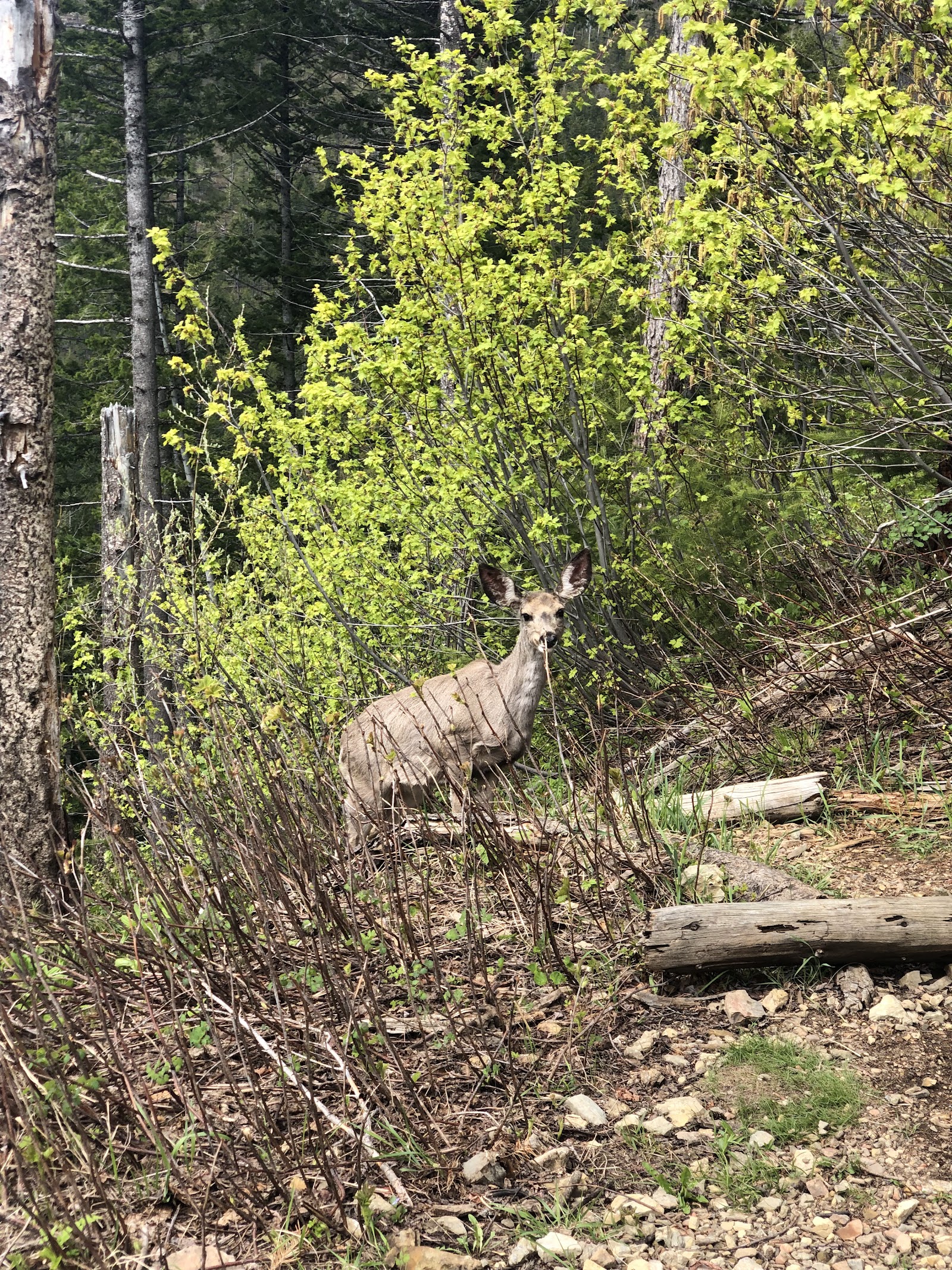 A deer stands near Apgar Lookout Trailhead in Glacier National Park amid fresh spring greenery.