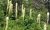 White flowering spike plants rise above green meadow in Glacier National Park, with dense forest in the background.