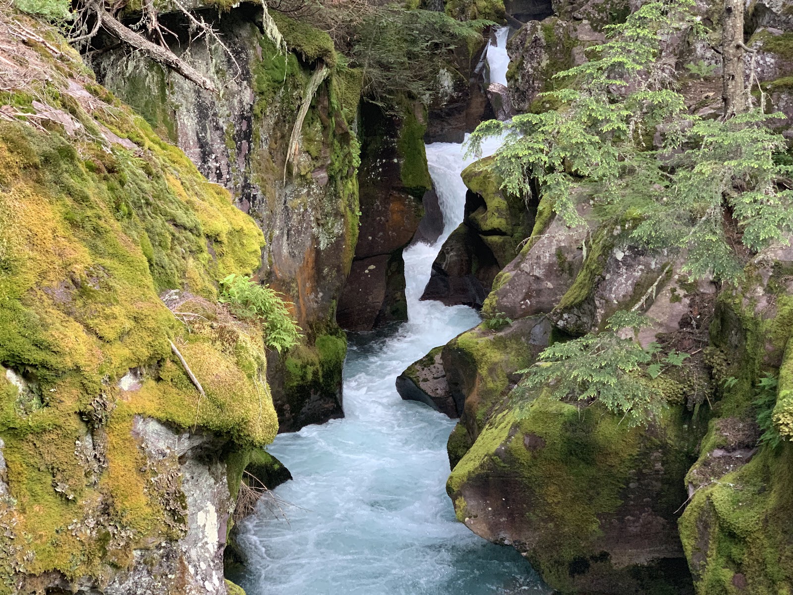 Avalanche Lake Trailhead winds through mossy rocks and cedar to the turquoise water of Avalanche Lake in Glacier National Park.