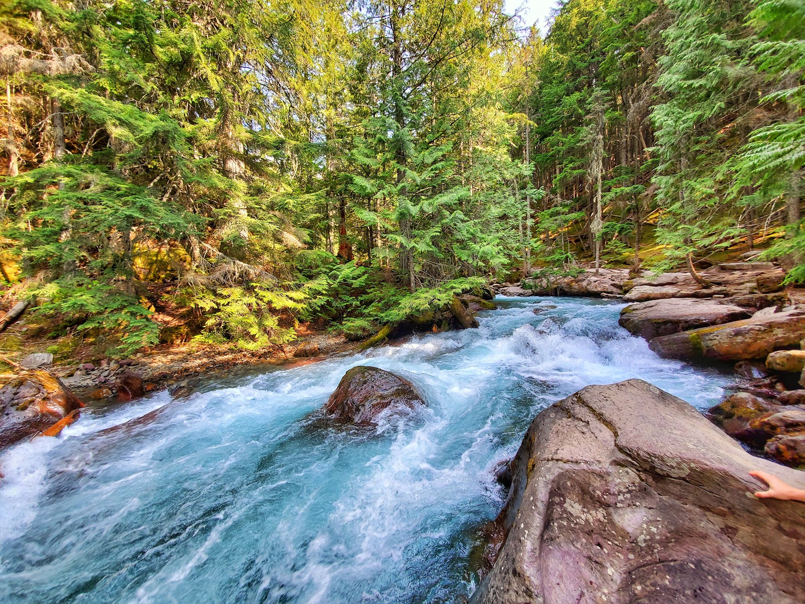 Turquoise river rushes over smooth rocks through a dense evergreen forest at Glacier National Park's Avalanch — Lake McDonald