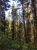 Dense evergreen forest with tall conifers and sunlit undergrowth along a narrow trail in Glacier National Park.