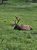 Elk lounging in a green meadow at Bridge Bay Campground in Yellowstone National Park, Wyoming.