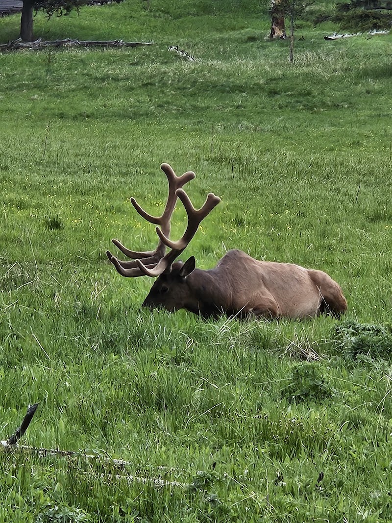 A large elk with broad antlers resting in a lush green meadow with scattered grasses in Yellowstone National Park campground.