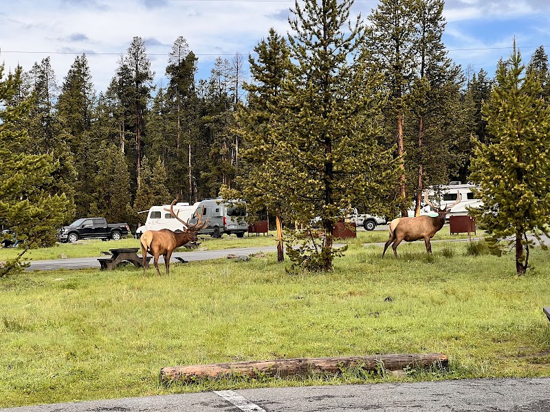 Elk graze in a grassy campground with pines and parked campers along a road in Yellowstone National Park.