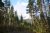 Timber Wolf Campground in Glacier National Park framed by tall pines with snow-dusted mountains in the distance.