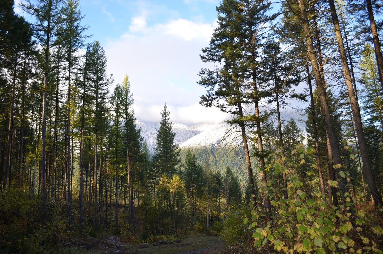 Conifer forest frames distant snow-dusted mountains and blue sky in Glacier National Park.
