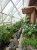 Lodge greenhouse at Glacier National Park with tomato plants and herbs along a glass-walled atrium.