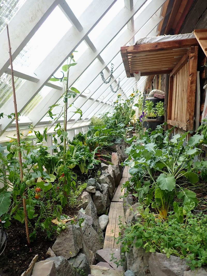Lodge greenhouse at Glacier National Park with tomato plants and herbs along a glass-walled atrium.