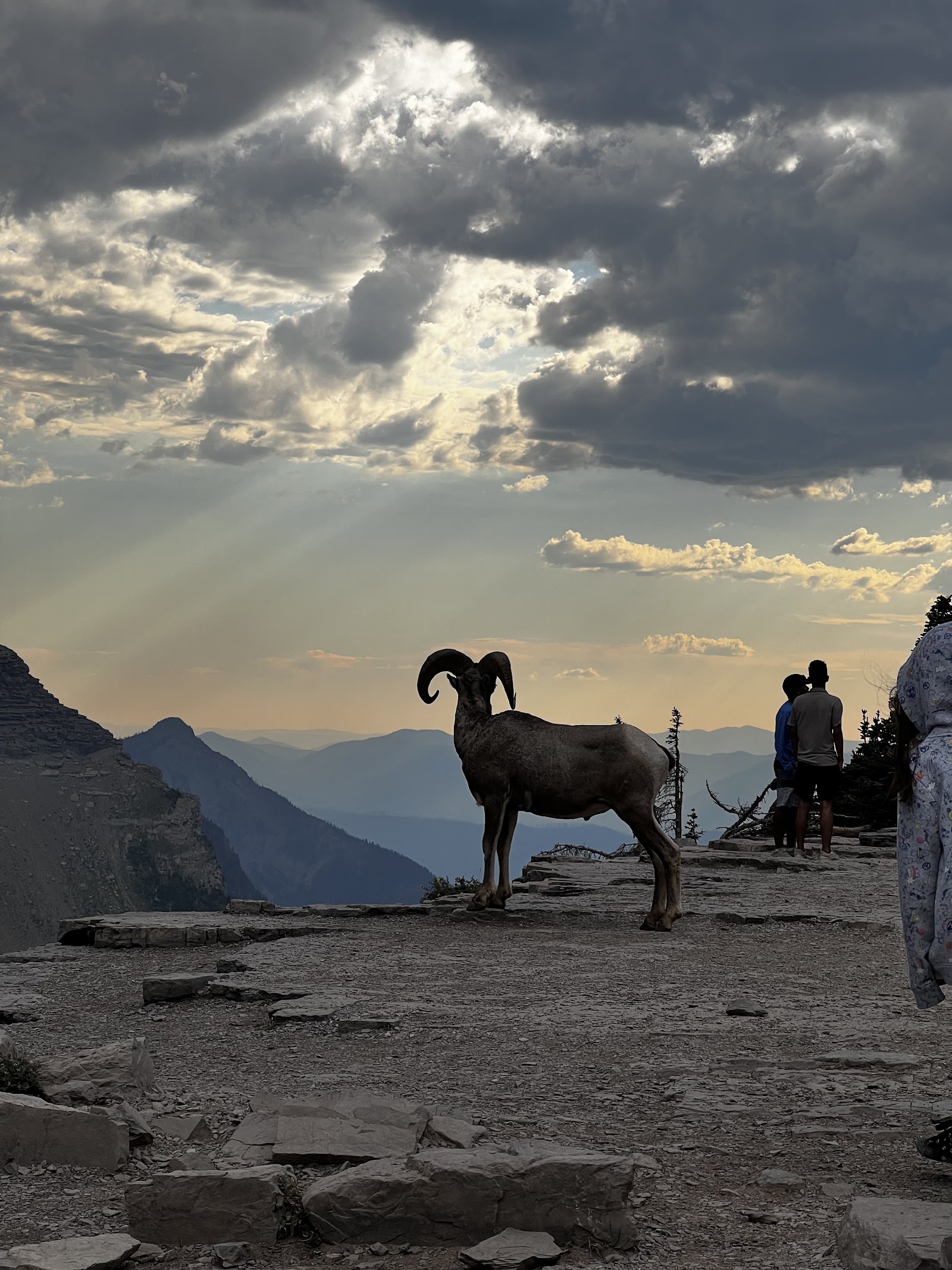 Silhouetted bighorn sheep on a rocky overlook as sunset lights the distant Glacier National Park mountains