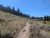 A hiker walks a dirt trail through sagebrush and pines in a meadow at Yellowstone National Park under a clear blue sky.