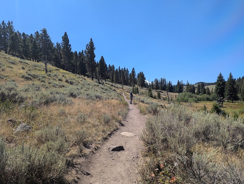 A hiker walks a dirt trail through sagebrush and pines in a meadow at Yellowstone National Park under a clear blue sky.