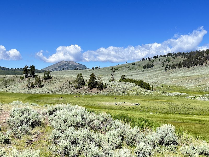 Yellowstone National Park meadow with sagebrush in the foreground, scattered pines on rolling hills and a distant mountain under a bright blue sky.