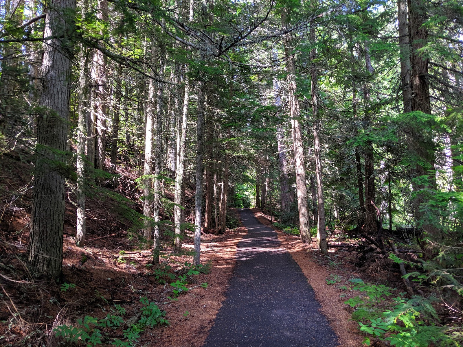 Sunlit forest trail in Glacier National Park, tall evergreen trees line a narrow paved path with pine needles on the ground.