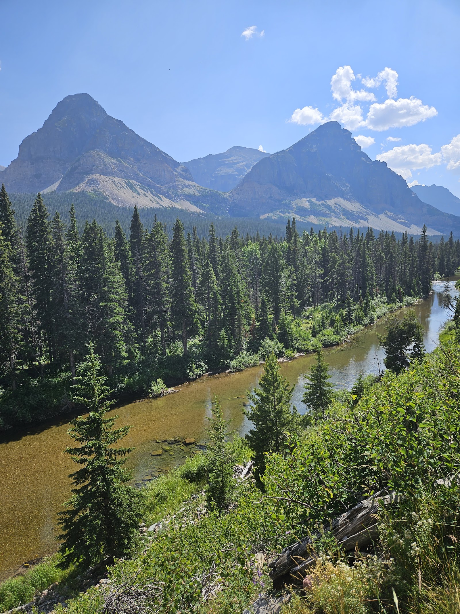 Snow-capped peaks rise over a dense evergreen forest and a brown river at Glacier National Park, with a rocky slope and lush shrubs in the foreground.