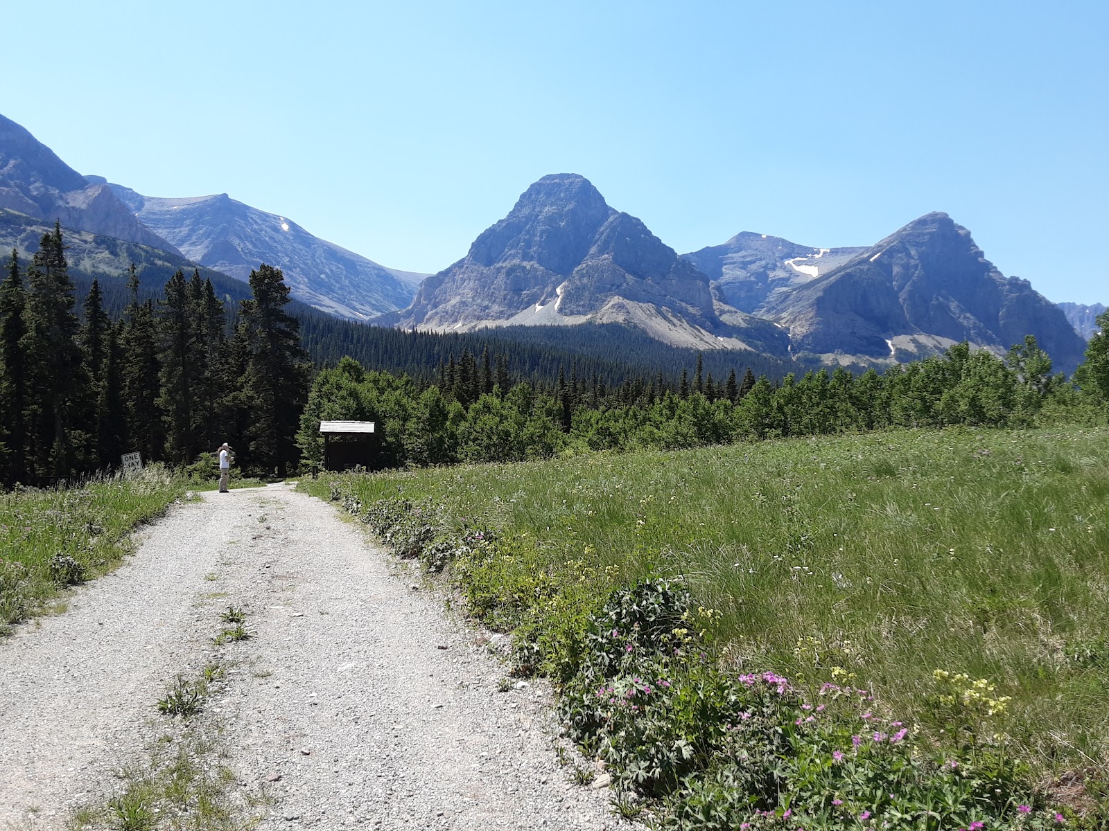 Gravel campground road in Glacier National Park winds toward evergreen forest and jagged, snow‑dusted mountains under a clear blue sky.