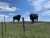 Two American bison stand near a barbed-wire fence on a grassy hillside in Browning, Glacier National Park.