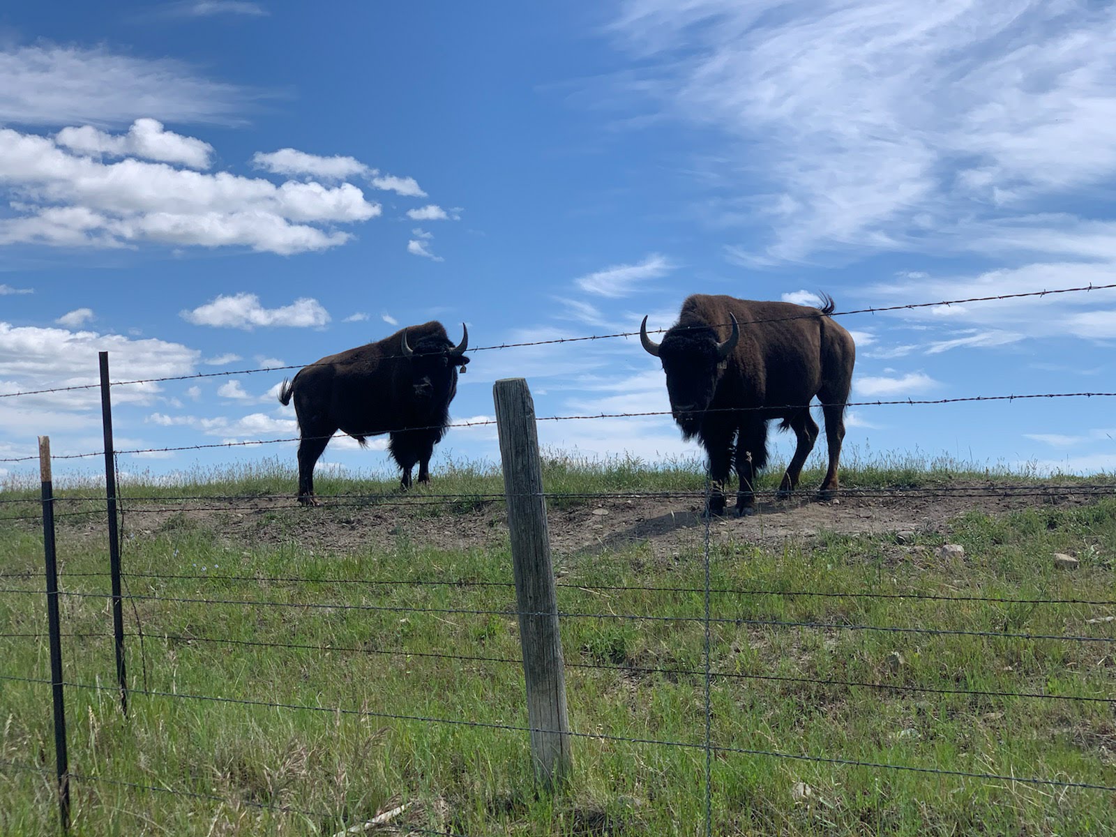 Two bison stand on a grassy hill behind barbed wire fencing with a bright blue sky in Glacier National Park.