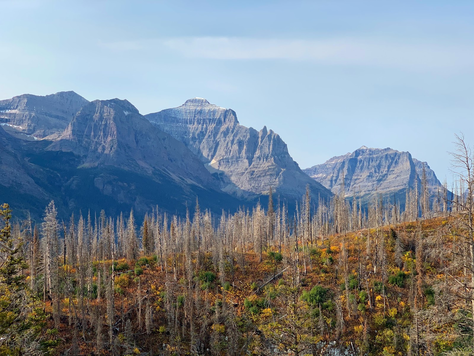 Snow-capped jagged peaks rise over a forest of bare white-trunked trees and autumn shrubs in Glacier National Park.