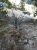 Glacial Boulder Trailhead in Yellowstone National Park features fractured soil, exposed roots, and weathered, stunted pines.