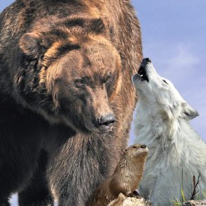 Grizzly bear and white wolf pose together at a Yellowstone National Park wildlife viewing area.