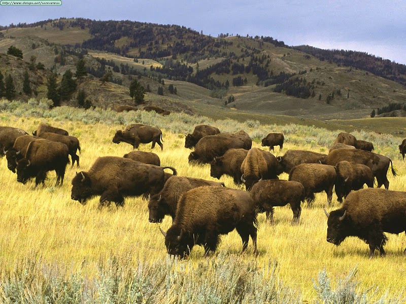 A herd of bison grazing in a sunlit yellow grassland with rolling hills and pine trees in Yellowstone National Park.