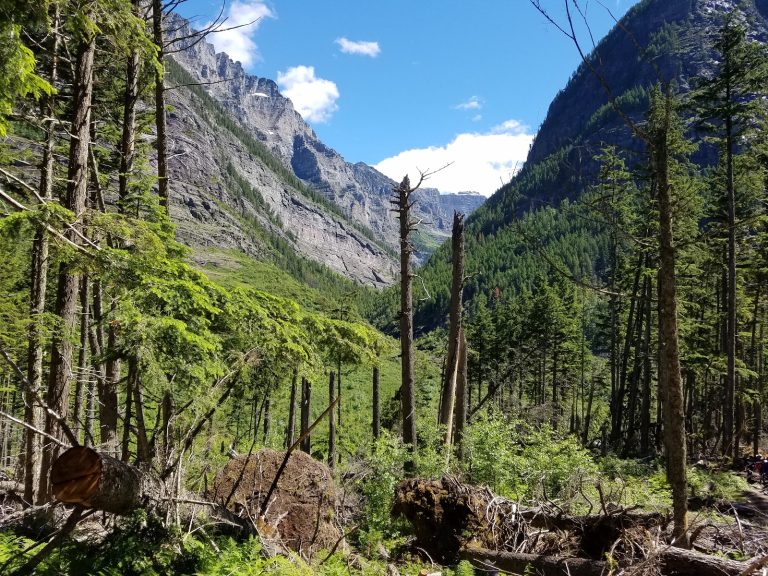 Avalanche Lake amidst Glacier National Park's soaring peaks and dense evergreen forest.