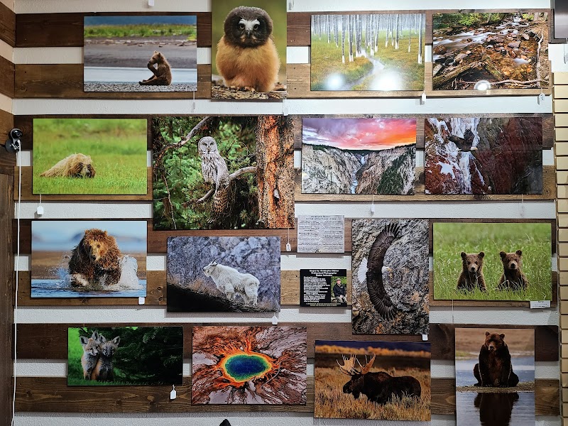 Wall display of framed wildlife photos—bears, owls, wolves, moose, and geysers—at Yellowstone National Park.