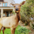 Moose stands near a lodge at Yellowstone National Park, in front of shrubs and a house.