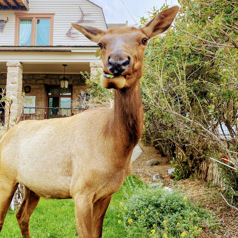 Close-up of a tan llama-like animal with a green chew in its mouth by a stone porch and garden in Yellowstone National Park.