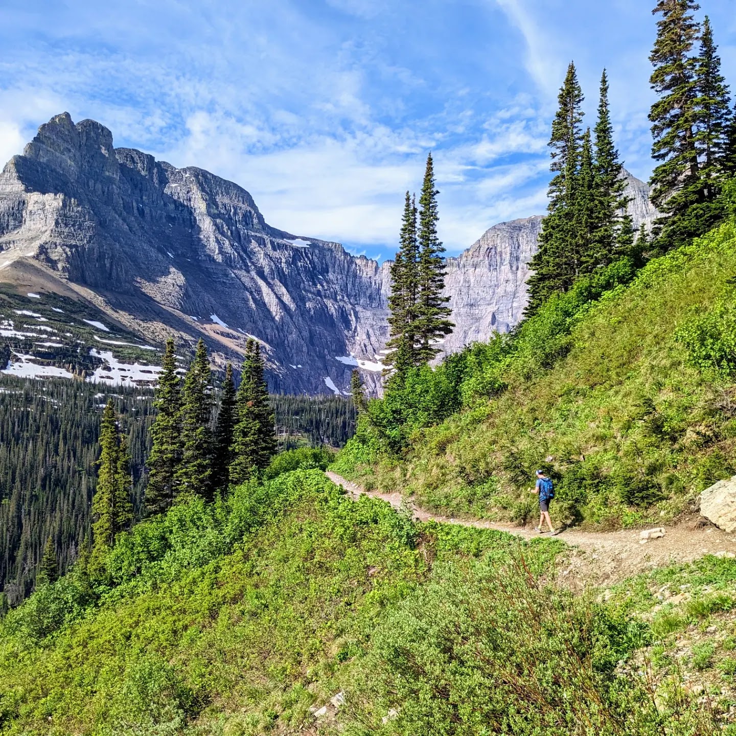 Hiker along a dirt trail through green shrubs and pines with snow-dusted mountains in Glacier National Park.